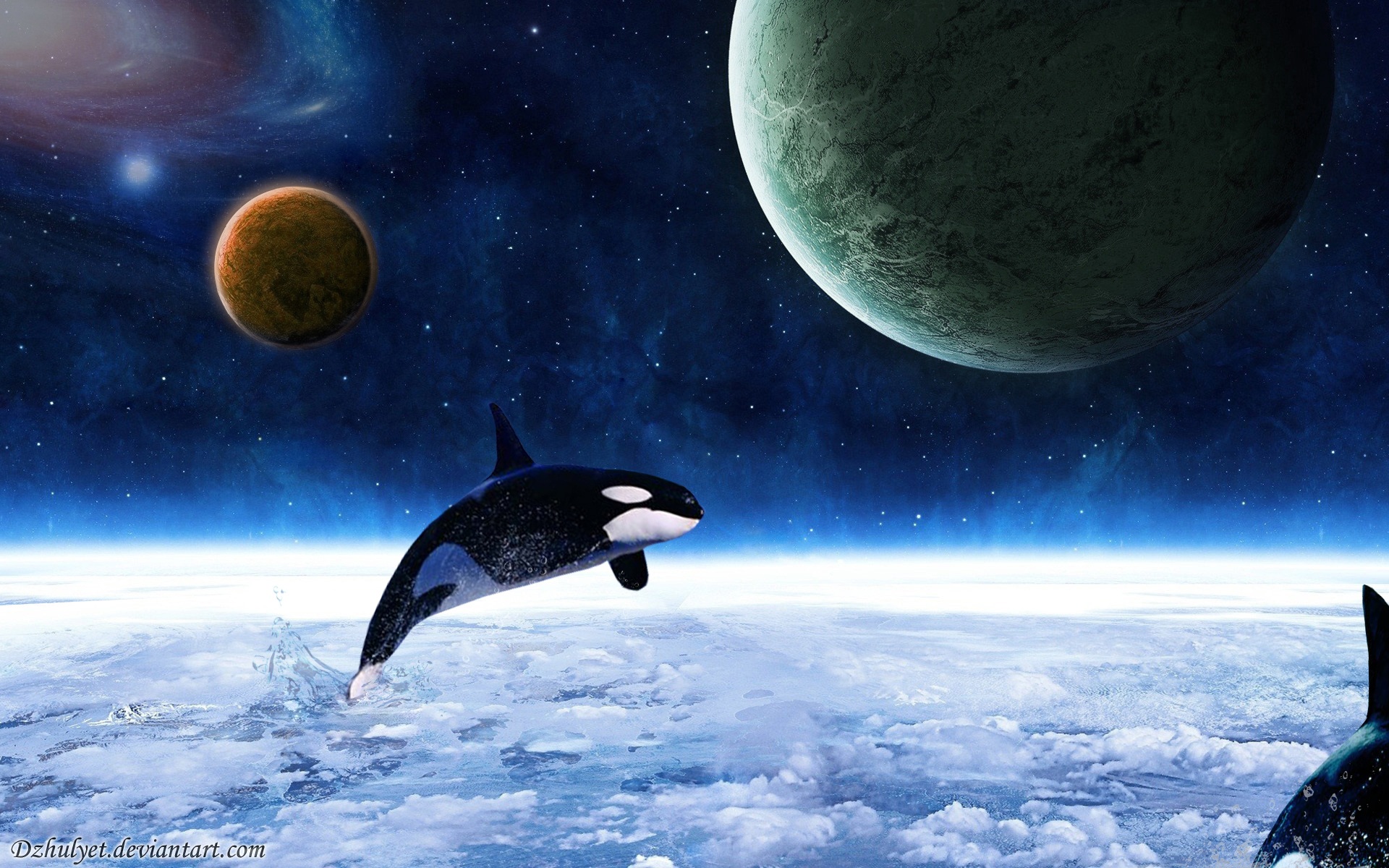 Pics Photos Orca Whale HD Widescreen Wallpaper Desktop