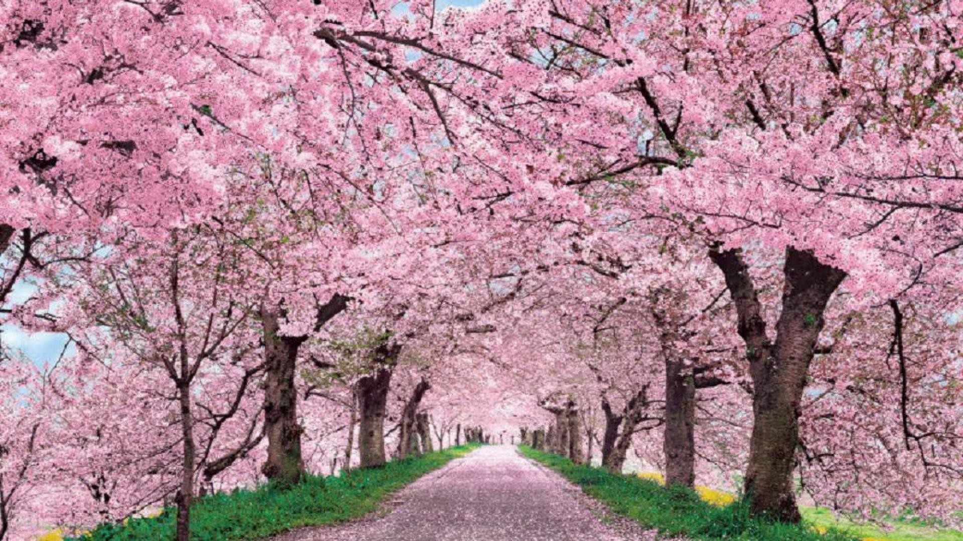 Pink Cherry Blossom Wallpaper