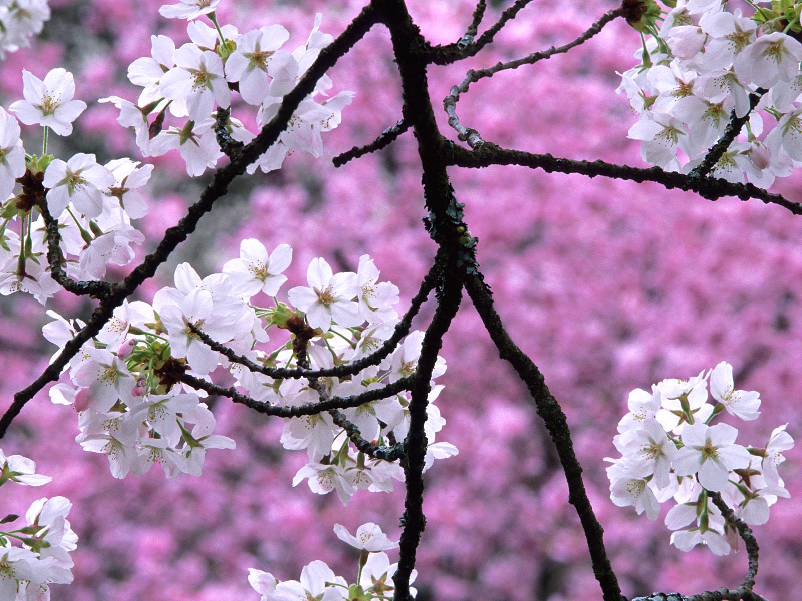 Wallpaper Desktop Cherry Blossom HD