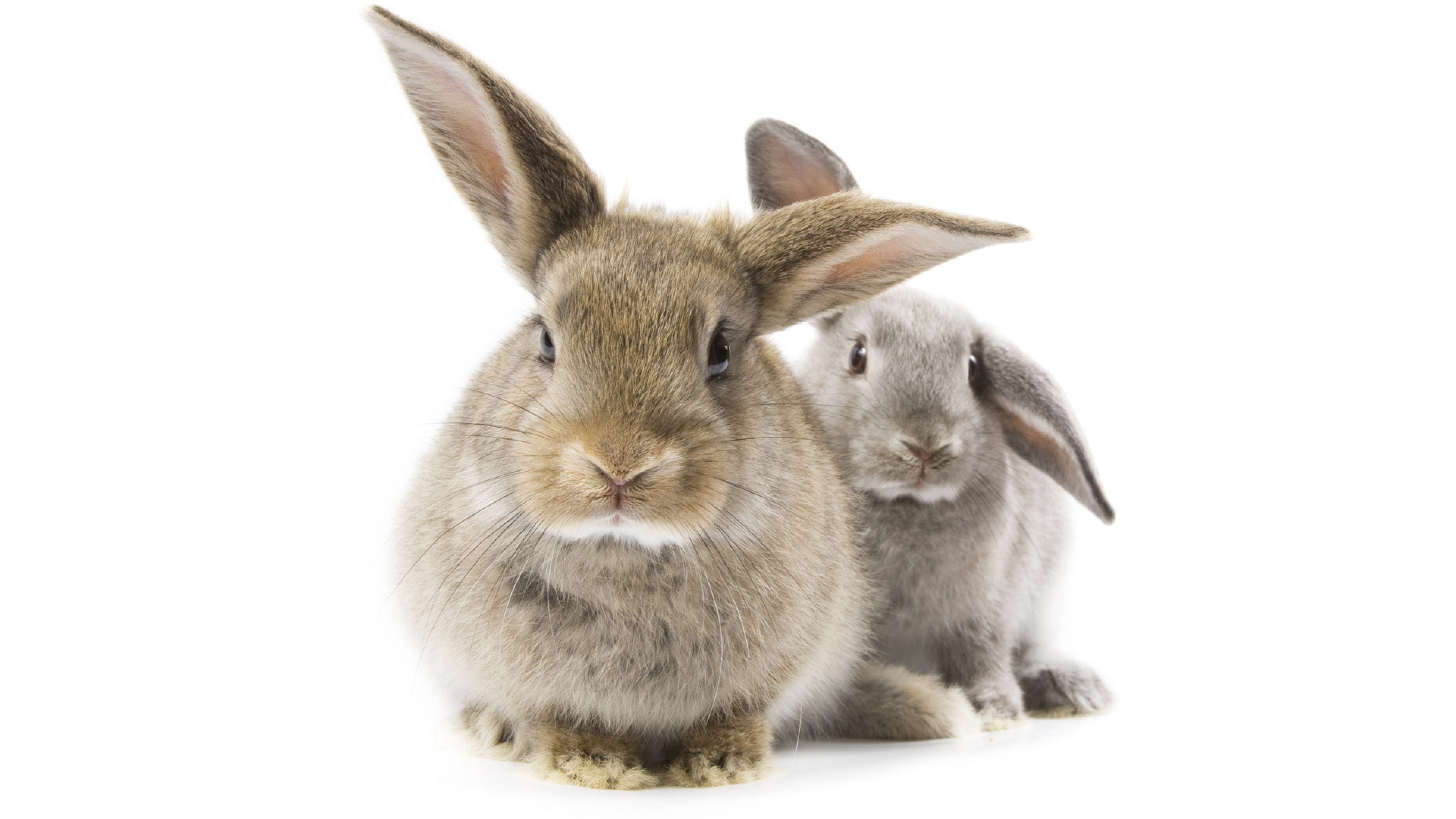 Gray Rabbit Furry Animal Ears Wallpaper Background 4k Ultra HD