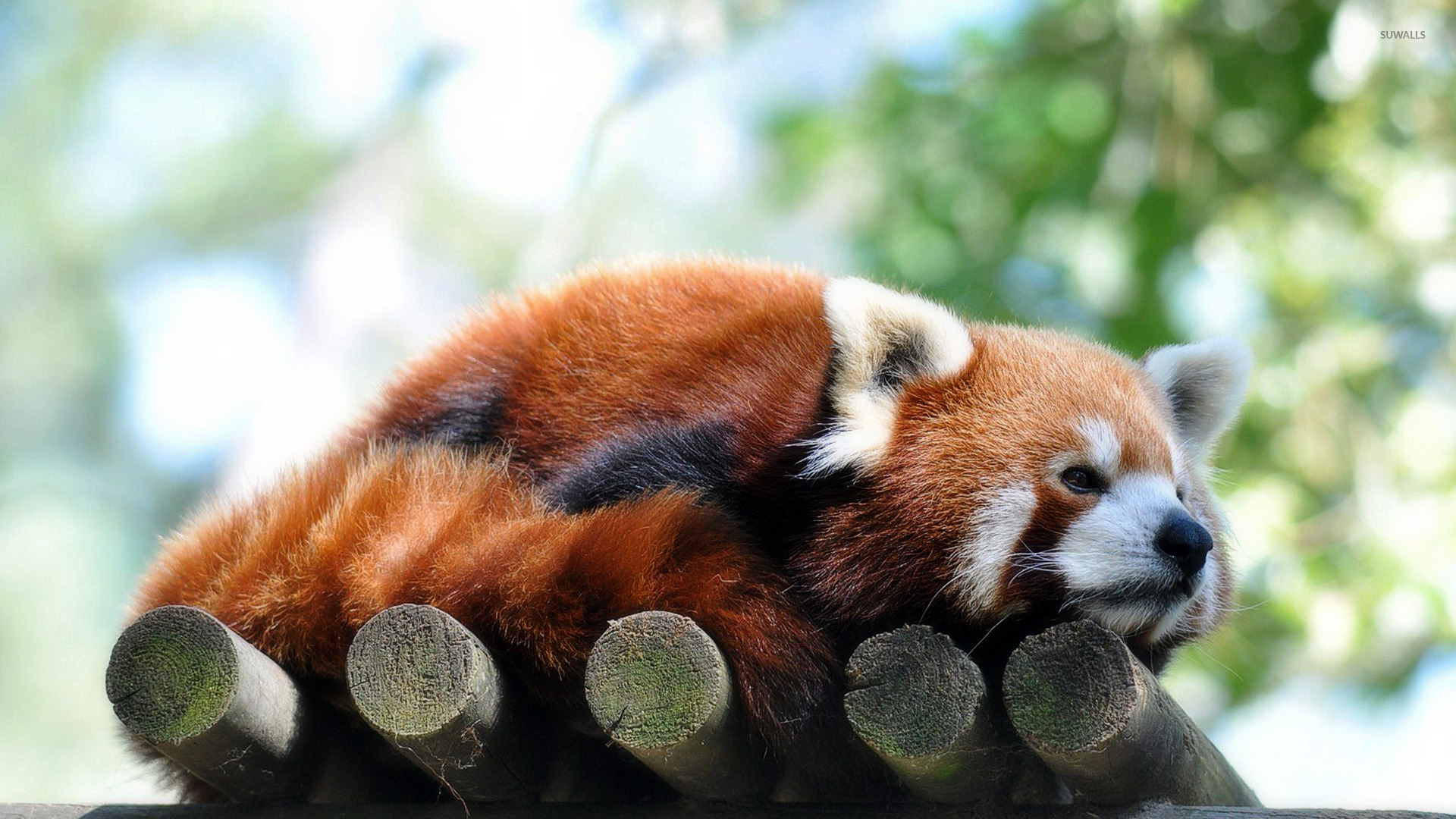 Red Panda Wallpaper Animal