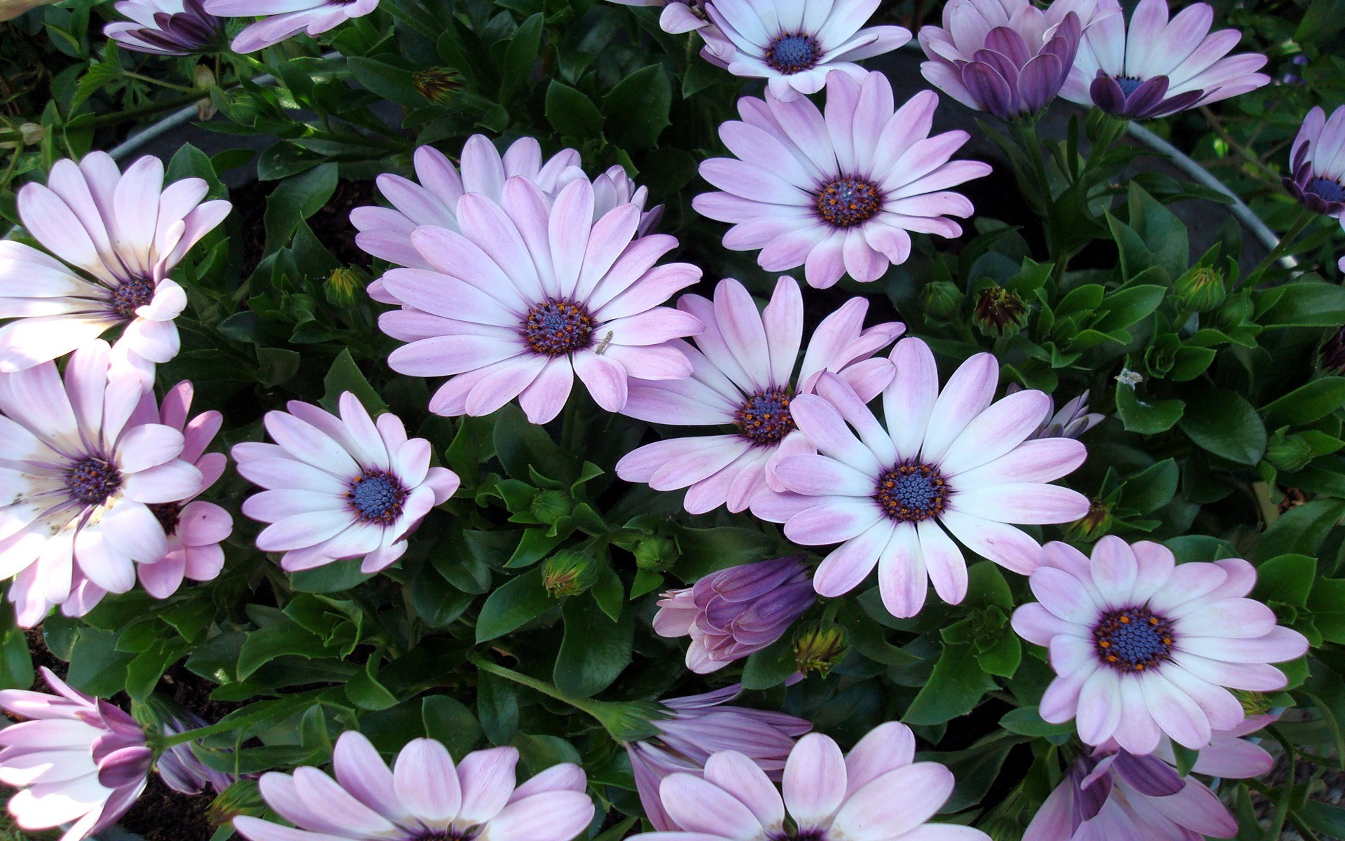 Nature Flower Wallpaper