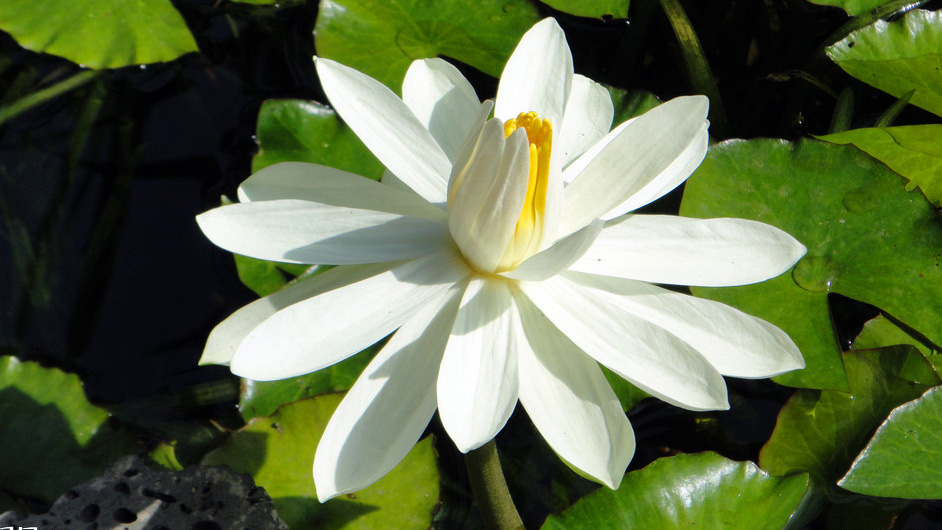 White And Pink Lotus Flower Wallpaper Pictures
