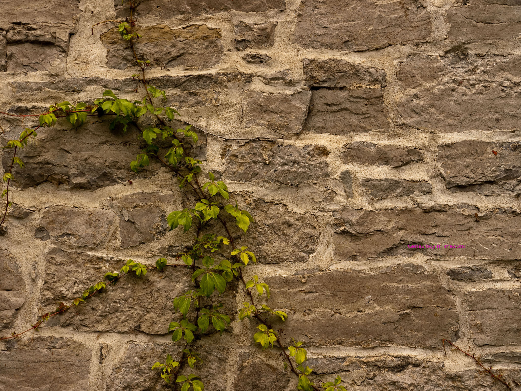 Ivy Wall Wallpaper On Old Stone