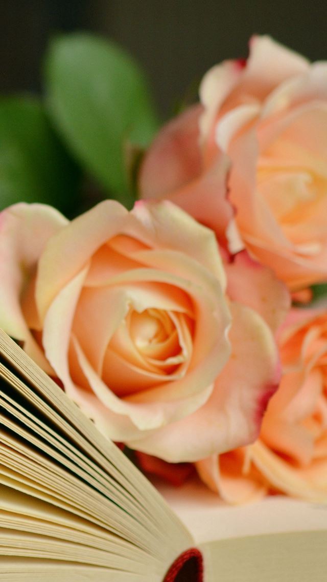 Book Roses Bouquet Reading iPhone Wallpaper