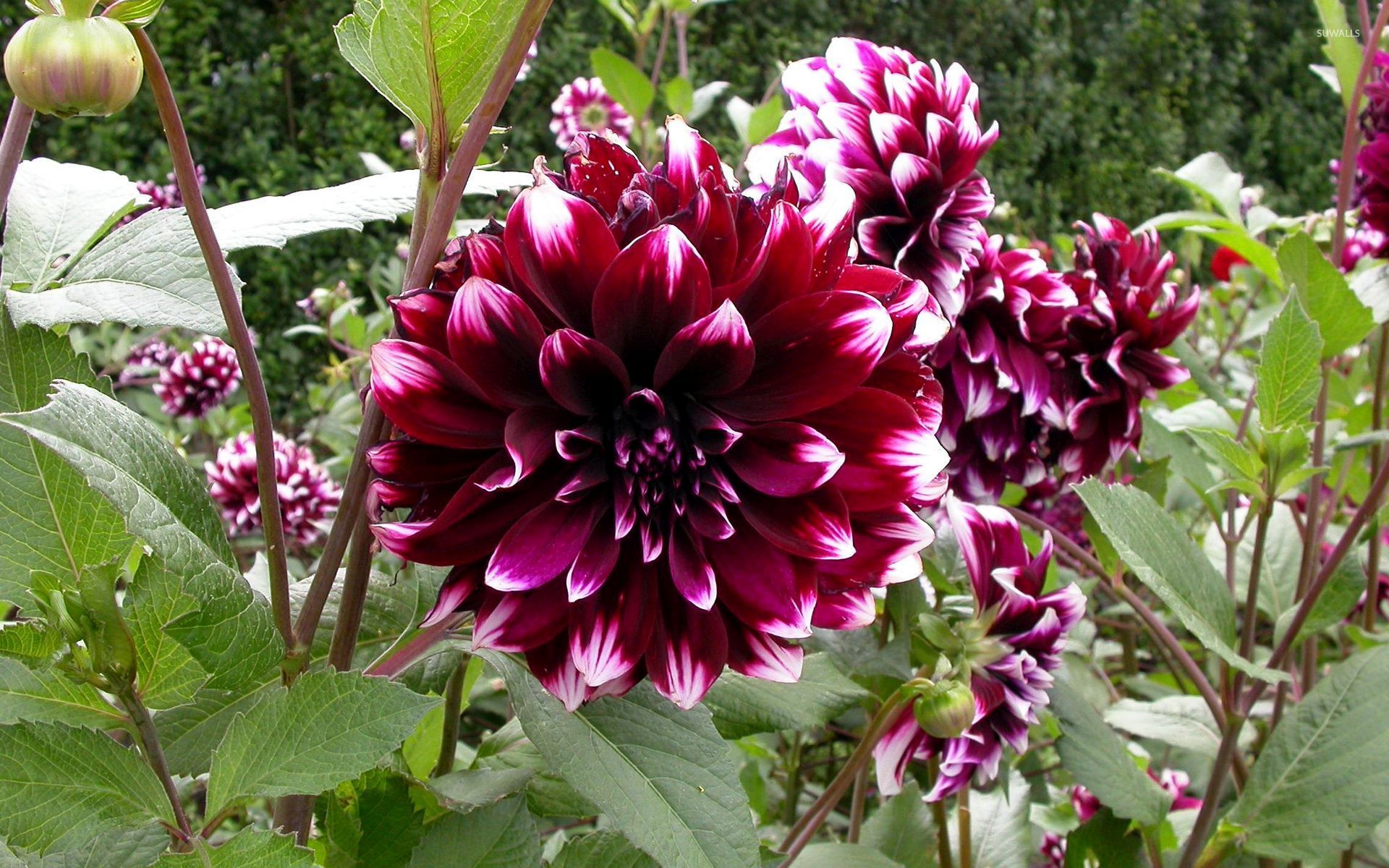 Splendid Dahlias Wallpaper