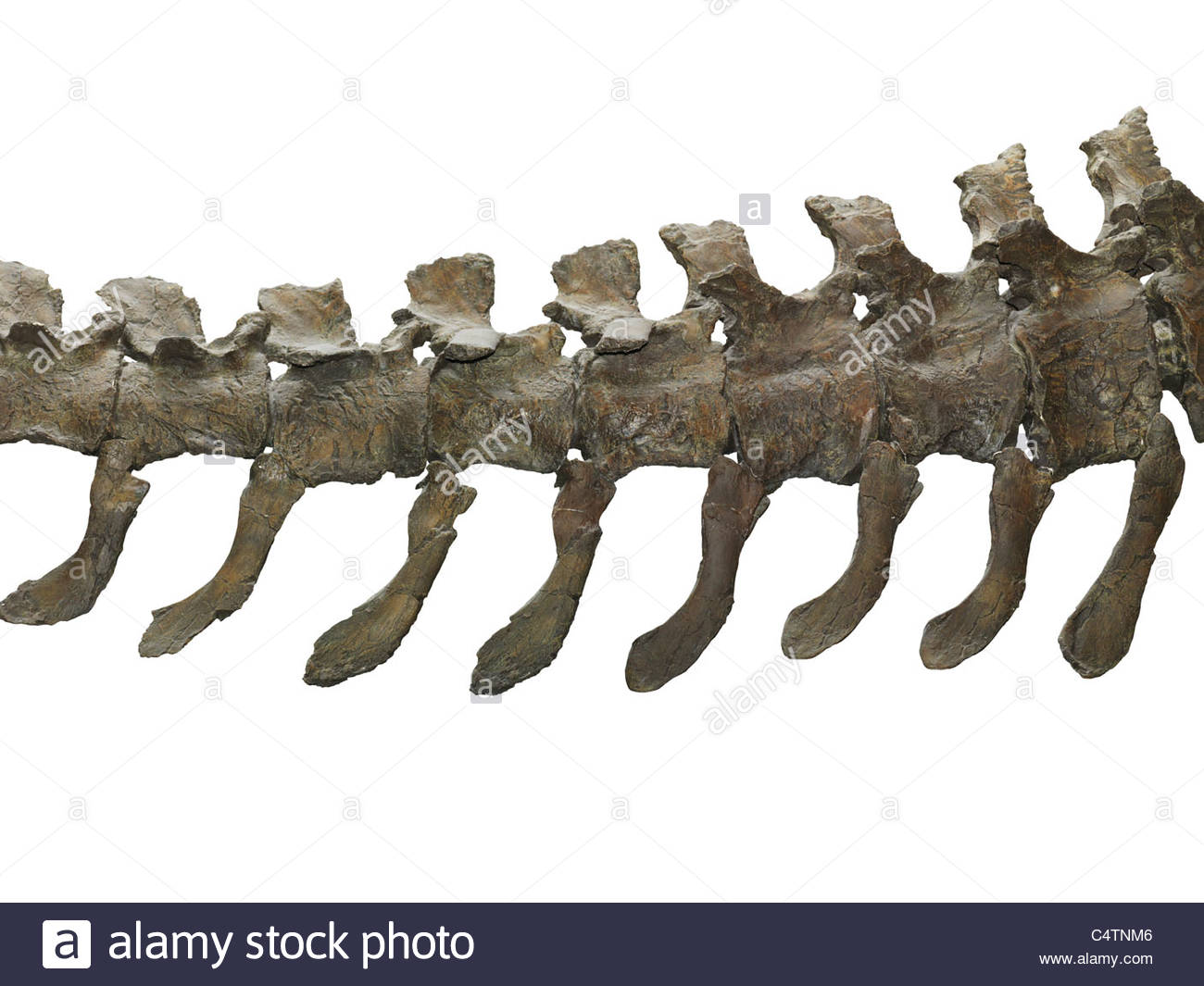 Brachiosaurus Dinosaur Caudal Tail Vertebrae Isolated With