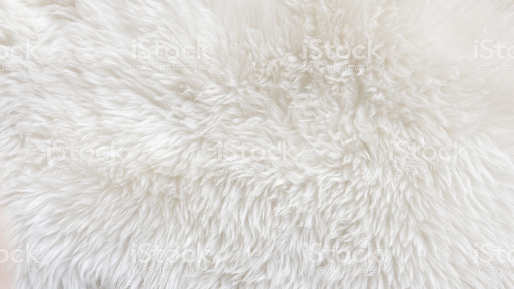 White Fluffy Sheep Wool Texture Beige Natural Background Fur
