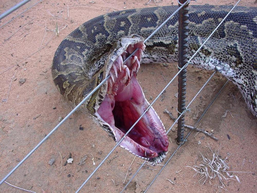 Mito A Anaconda Pode Engolir Um Boi Inteiro Sucuri Ou