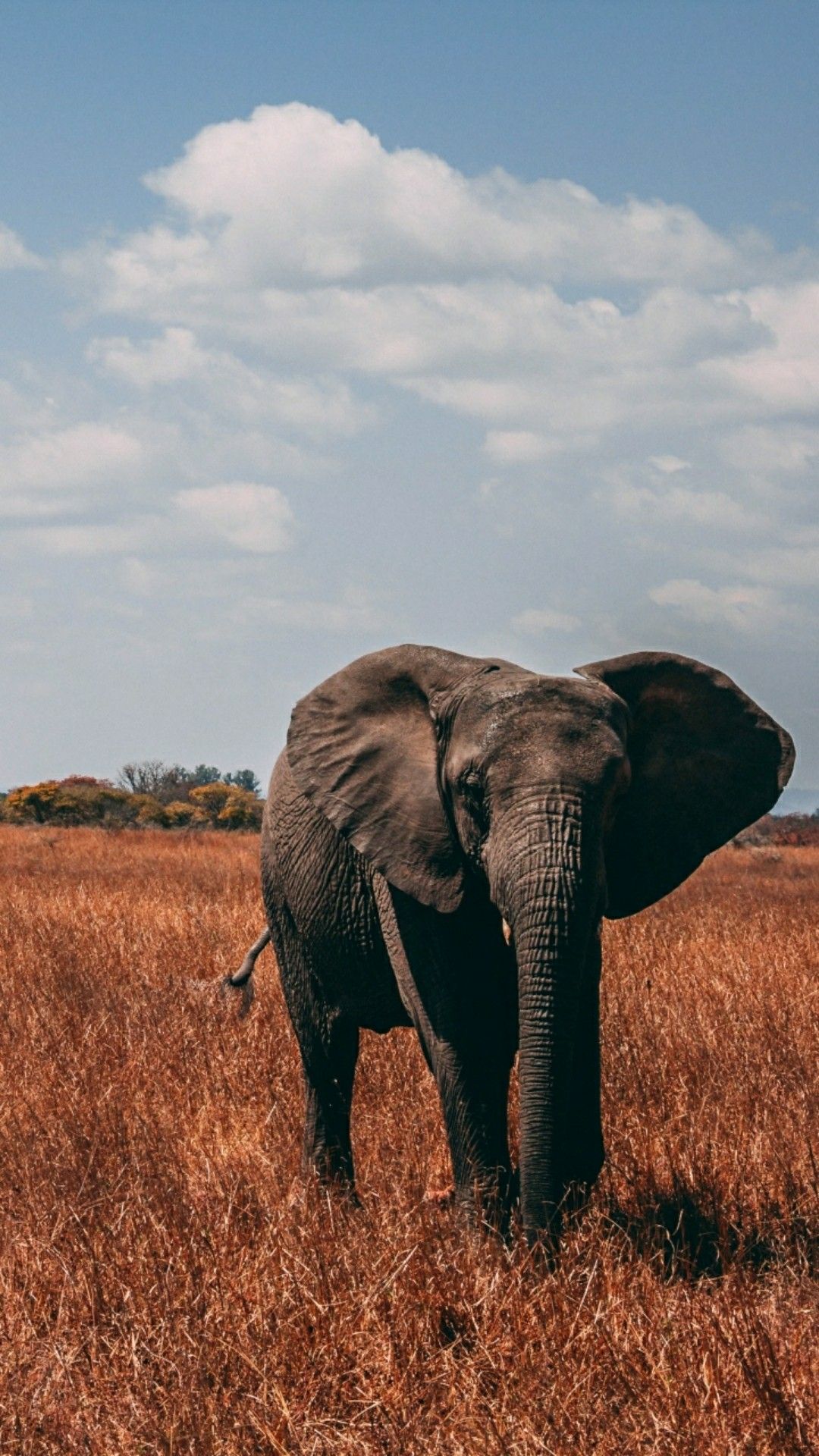 Elephant Wallpaper Photography