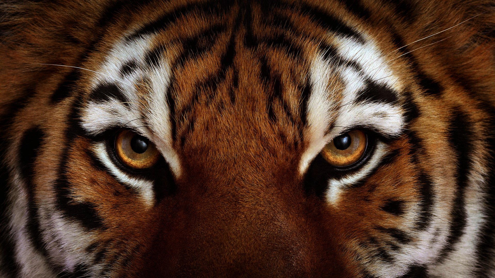 Close-up of a tiger's face with intense amber eyes, showcasing its distinctive stripes and powerful gaze