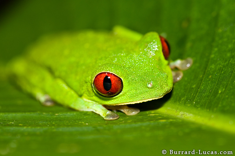 Sale Red Eyed Tree Frog Reptilestogo