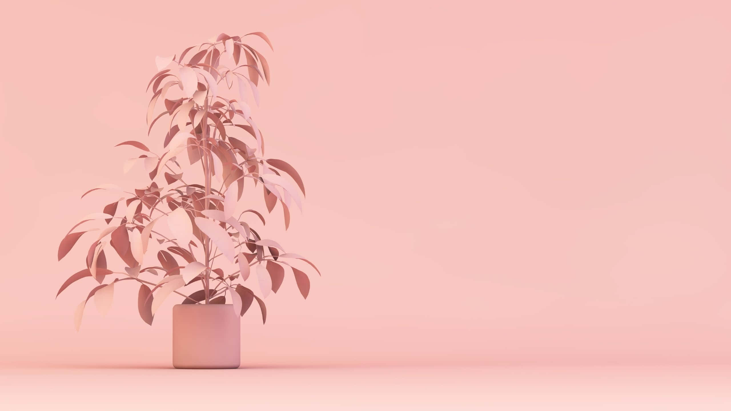 Aesthetic Computer Light Pink Wallpaper