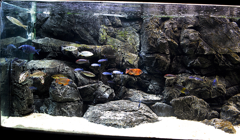 Pangea 3d Aquarium Background