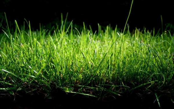 Green Nature Grass Wallpaper And Background