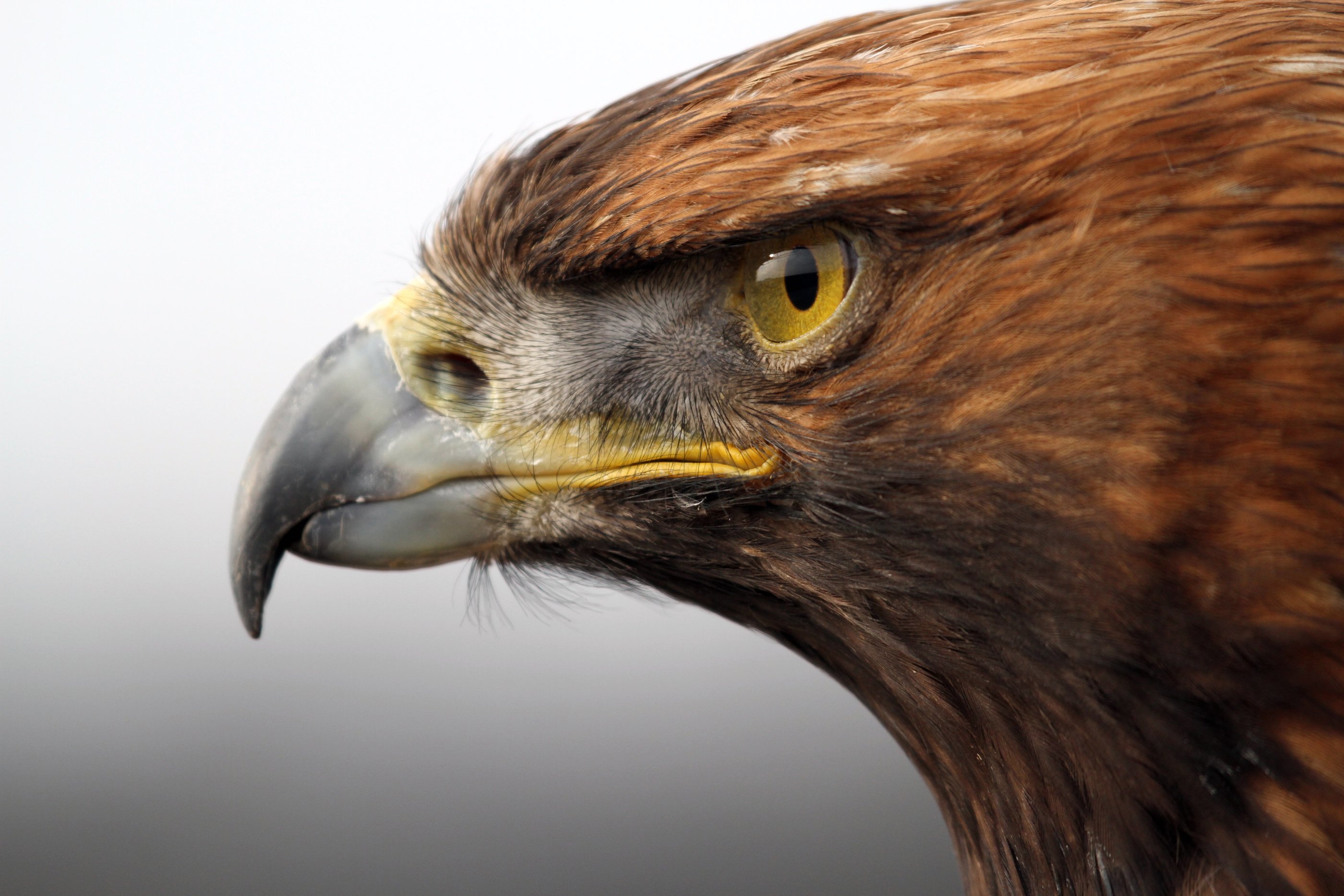 Wallpaper Golden Eagle Bird Predator Head Beak Eyes