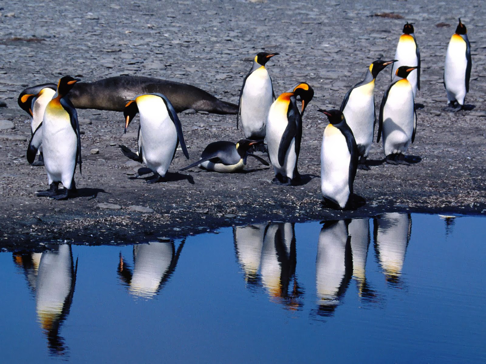 wallpapers King Penguins Wallpapers