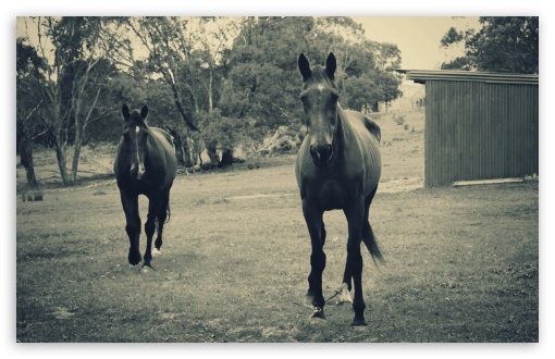 Horses Modern Vintage Photography HD Wallpaper For Standard