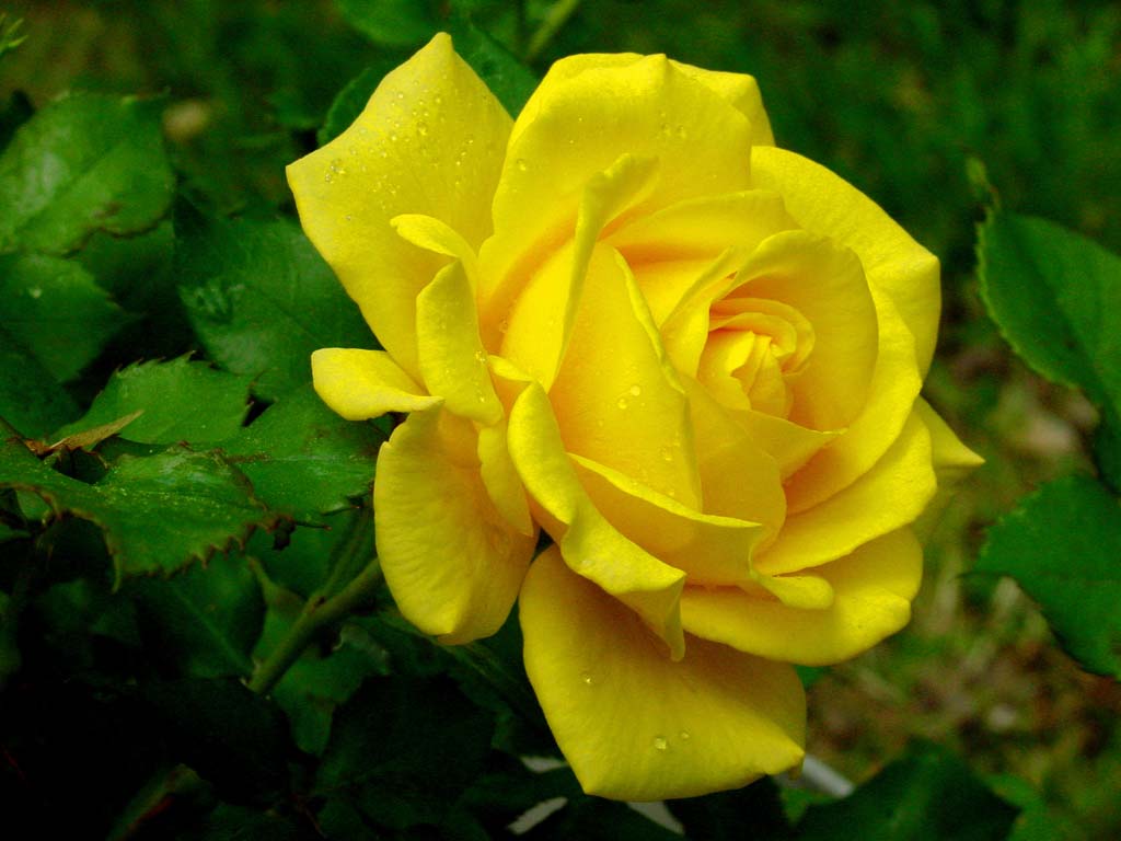 Yellow Wallpaper Rose HD