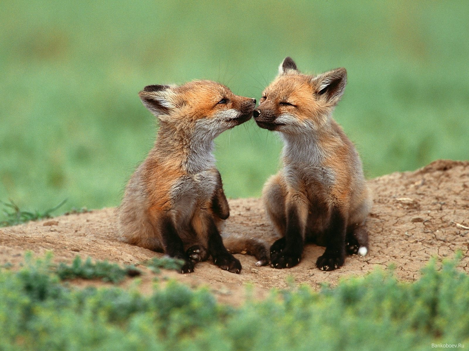 Cute Baby Fox Wallpaper Image Pictures Becuo