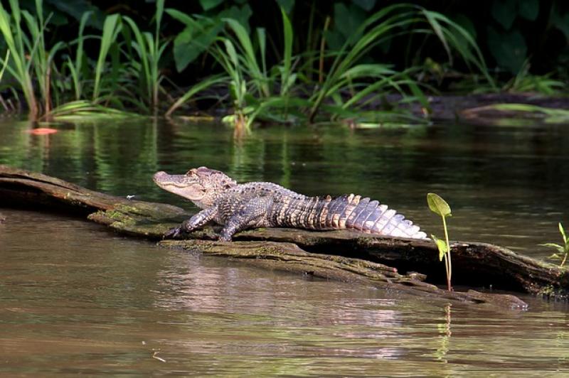 Alligator Swamp Bayou Animal Crocodile Louisiana Public Domain