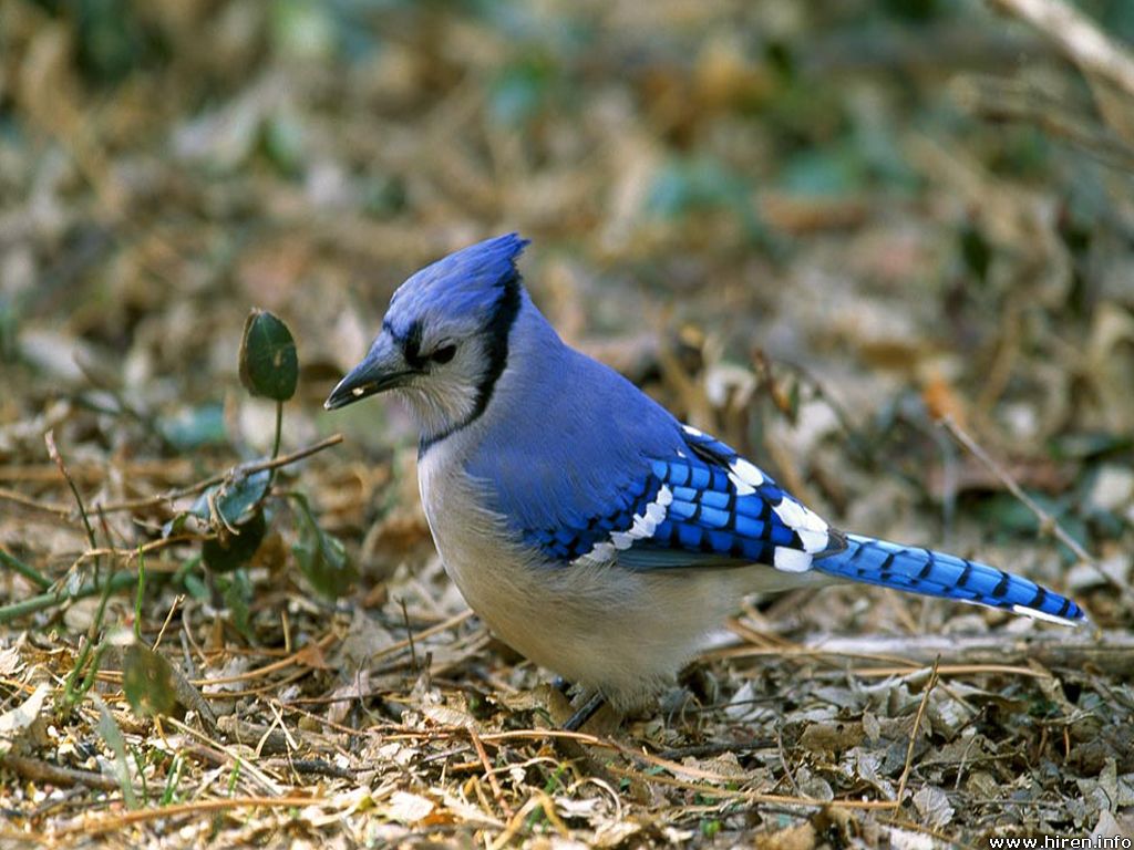 Where Is Wallpaper Blue Jay Pictures