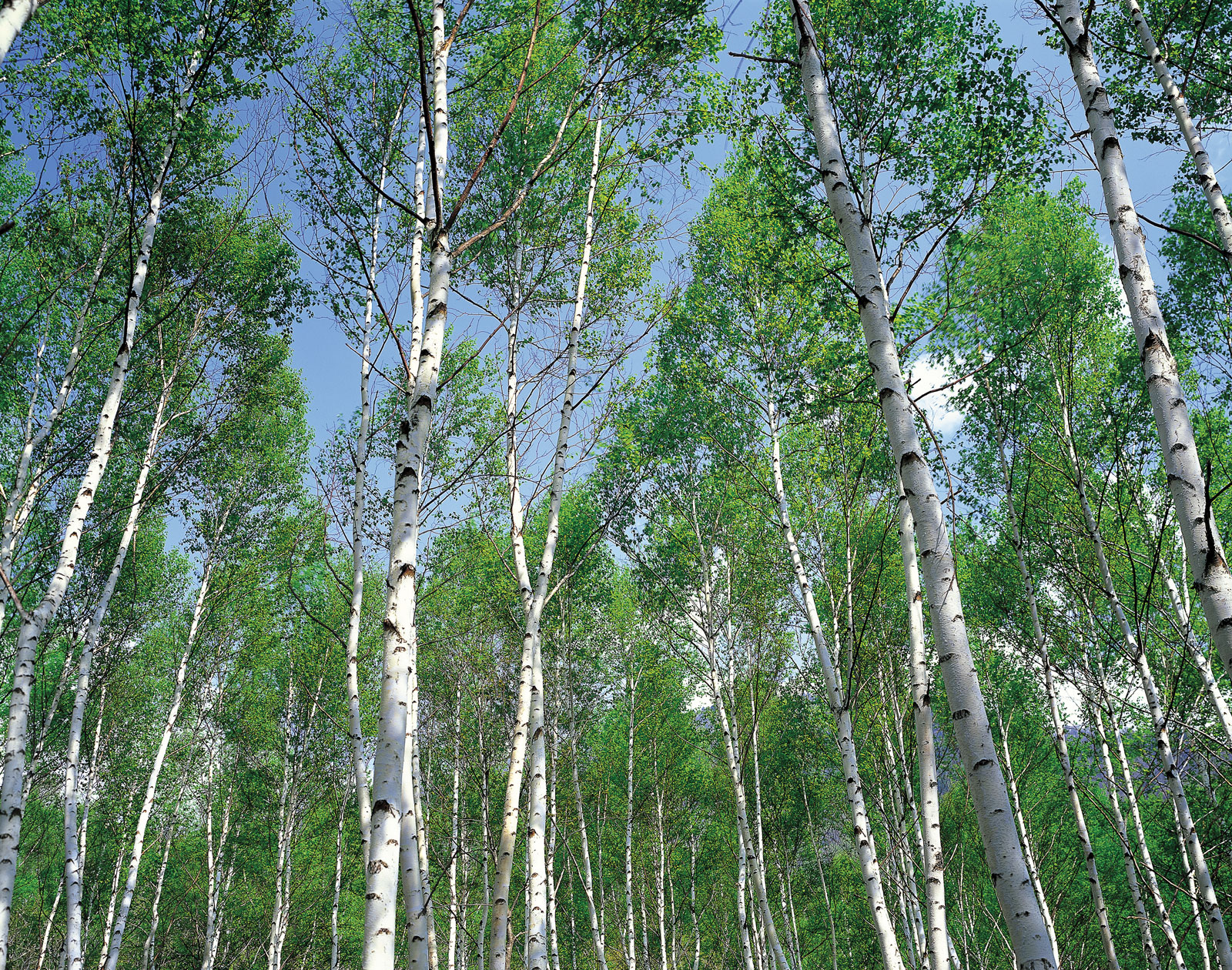 Silver Birch Forest From Votes