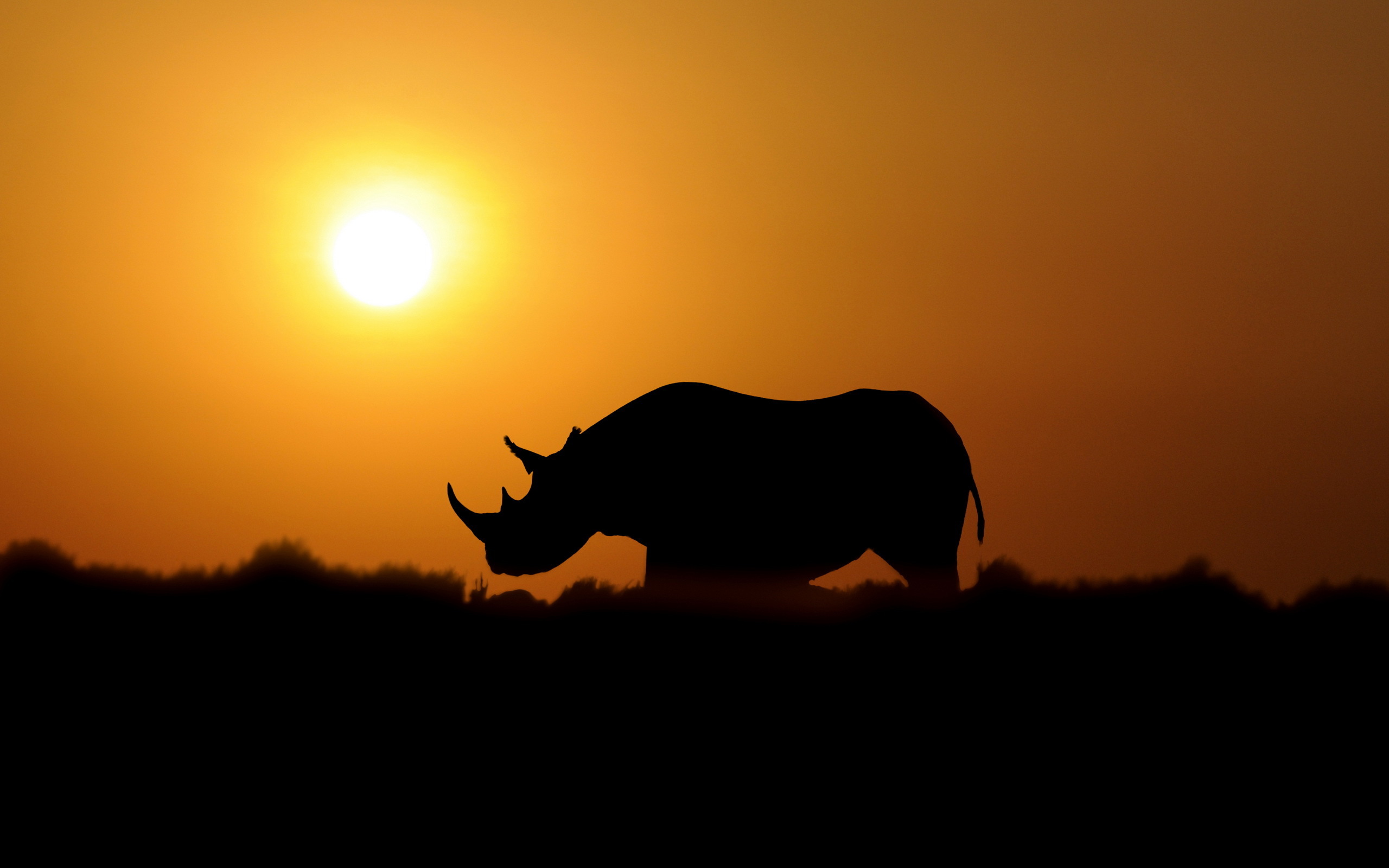 Rhino HD Wallpaper Background Image Id