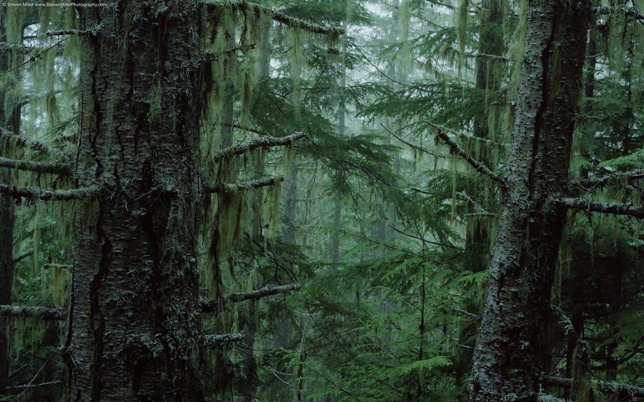 Rainforest Wallpaper HD