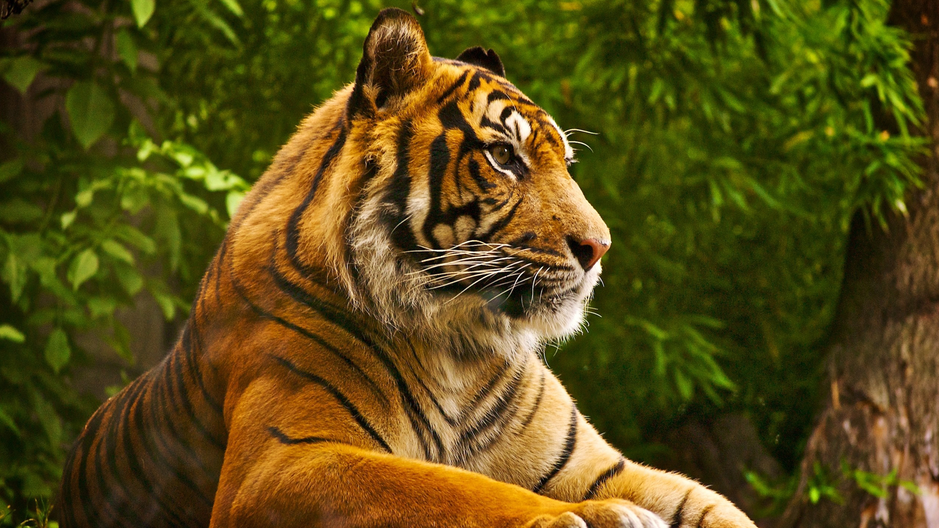 100 HD Animal Wallpapers 1920x1080 WallpaperSafari 100 HD Animal Wallpapers 1920x1080 WallpaperSafari