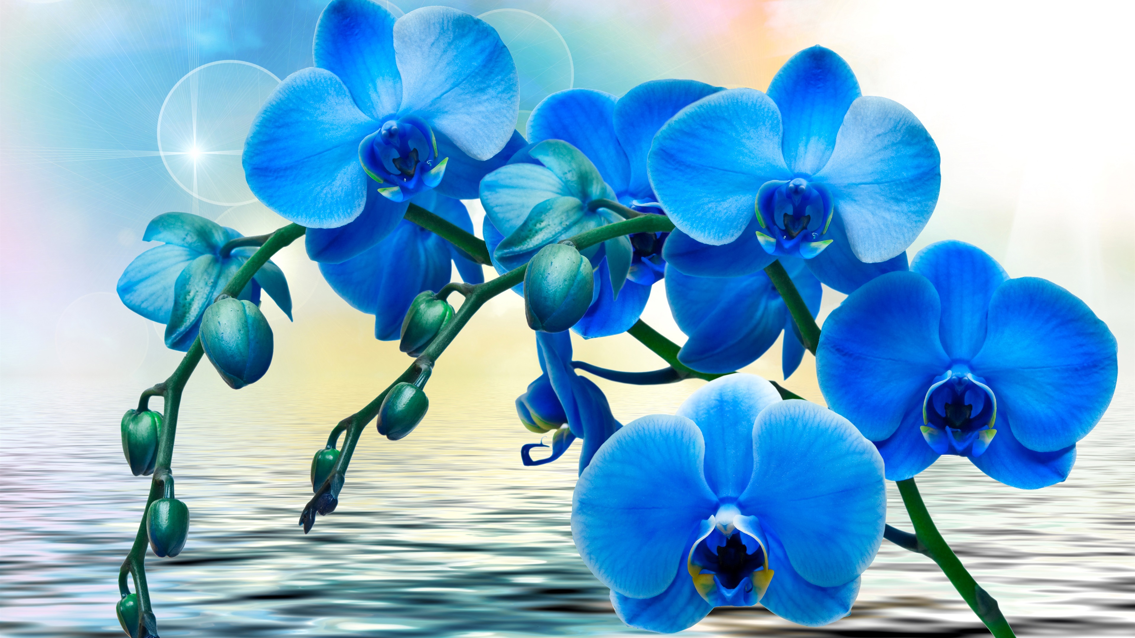 Wallpaper Orchids Blue Flowers Phalaenopsis Water UHD