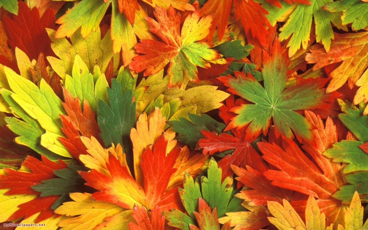 Autumn Leaves Colage Desktop Wallpaper HD