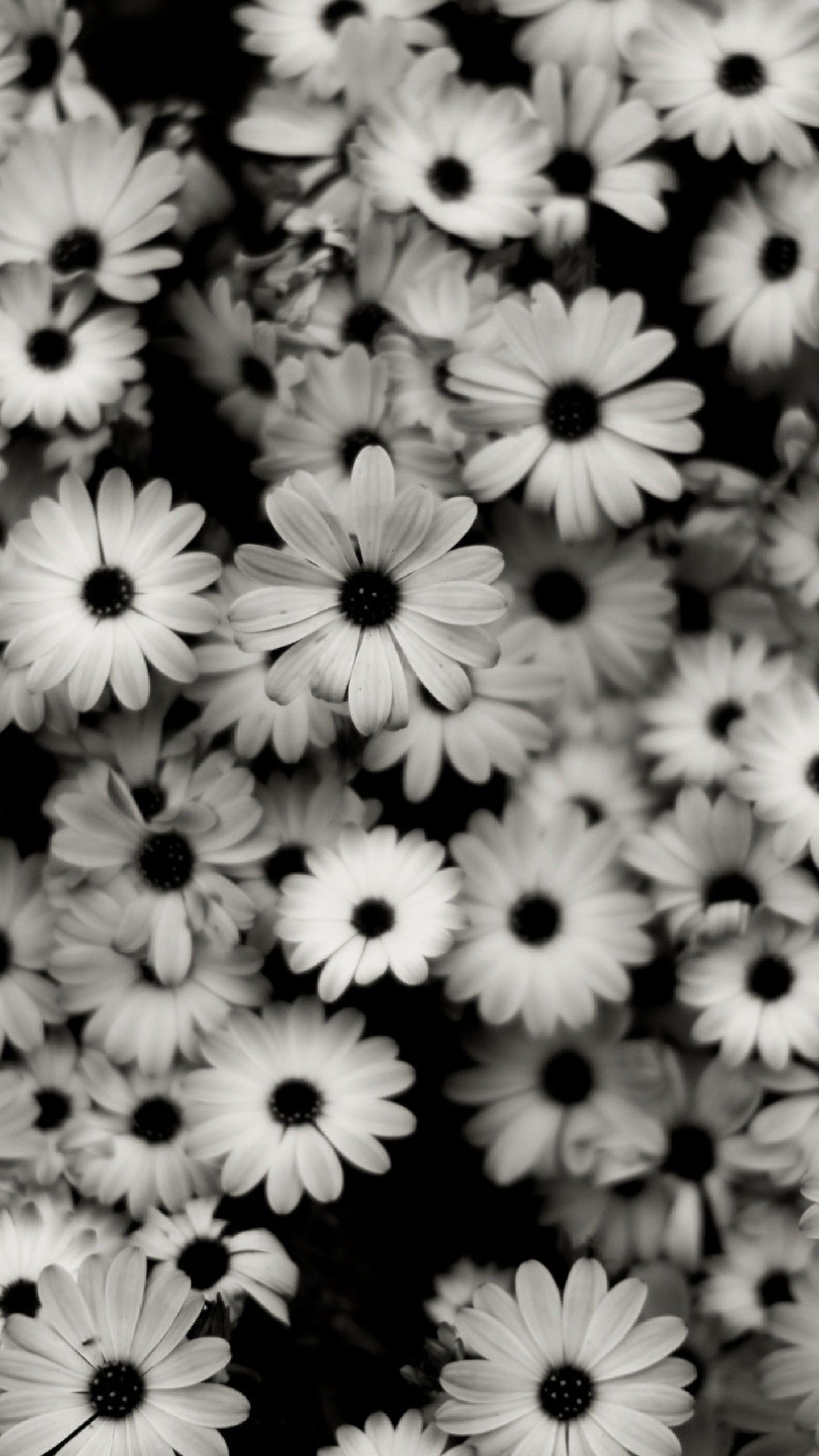 Pre Wallpaper Black White Flowers Grey Daisies