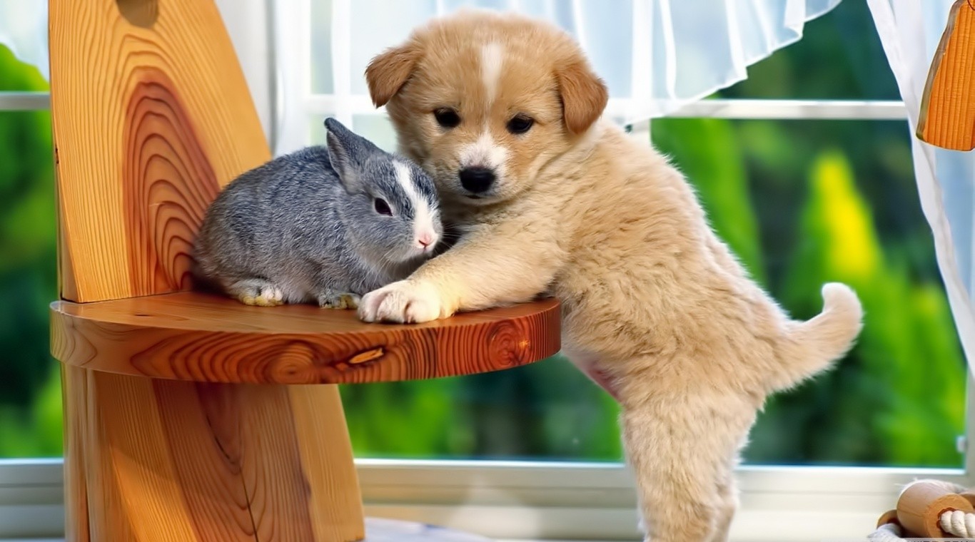 Best Friends Puppy And Rabbit Hd Wallpaper Animals