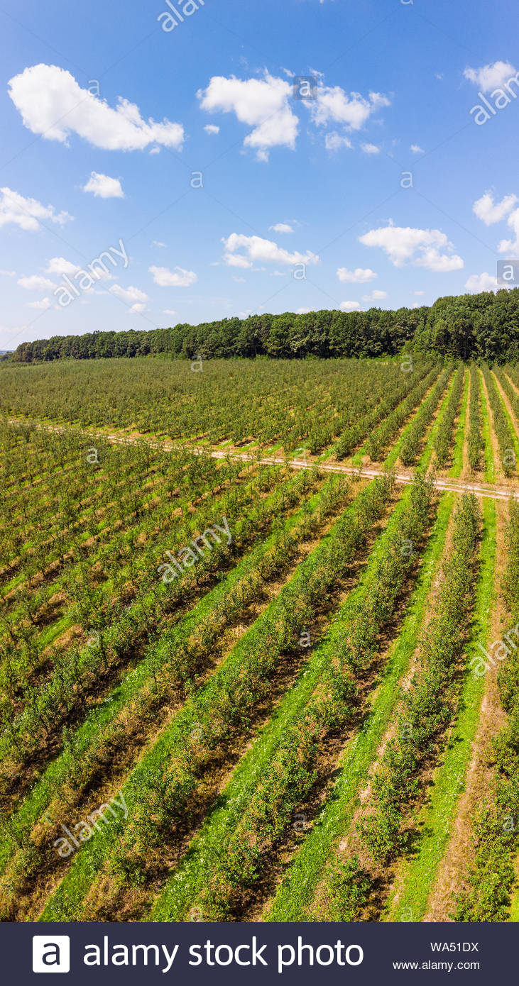 Aerial Of Apple Orchard With Beautiful Blue Sky On Background