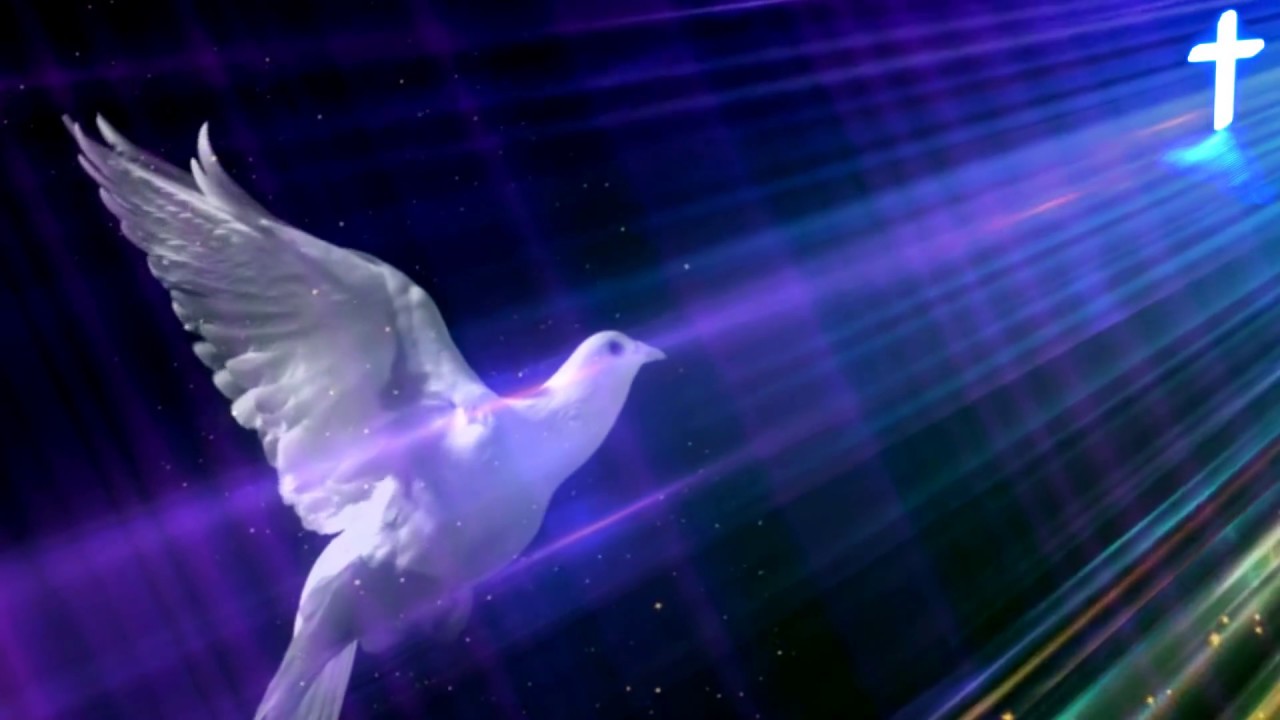 Holy Spirit In Body Form Like A Dove Video Background Loop 1080p