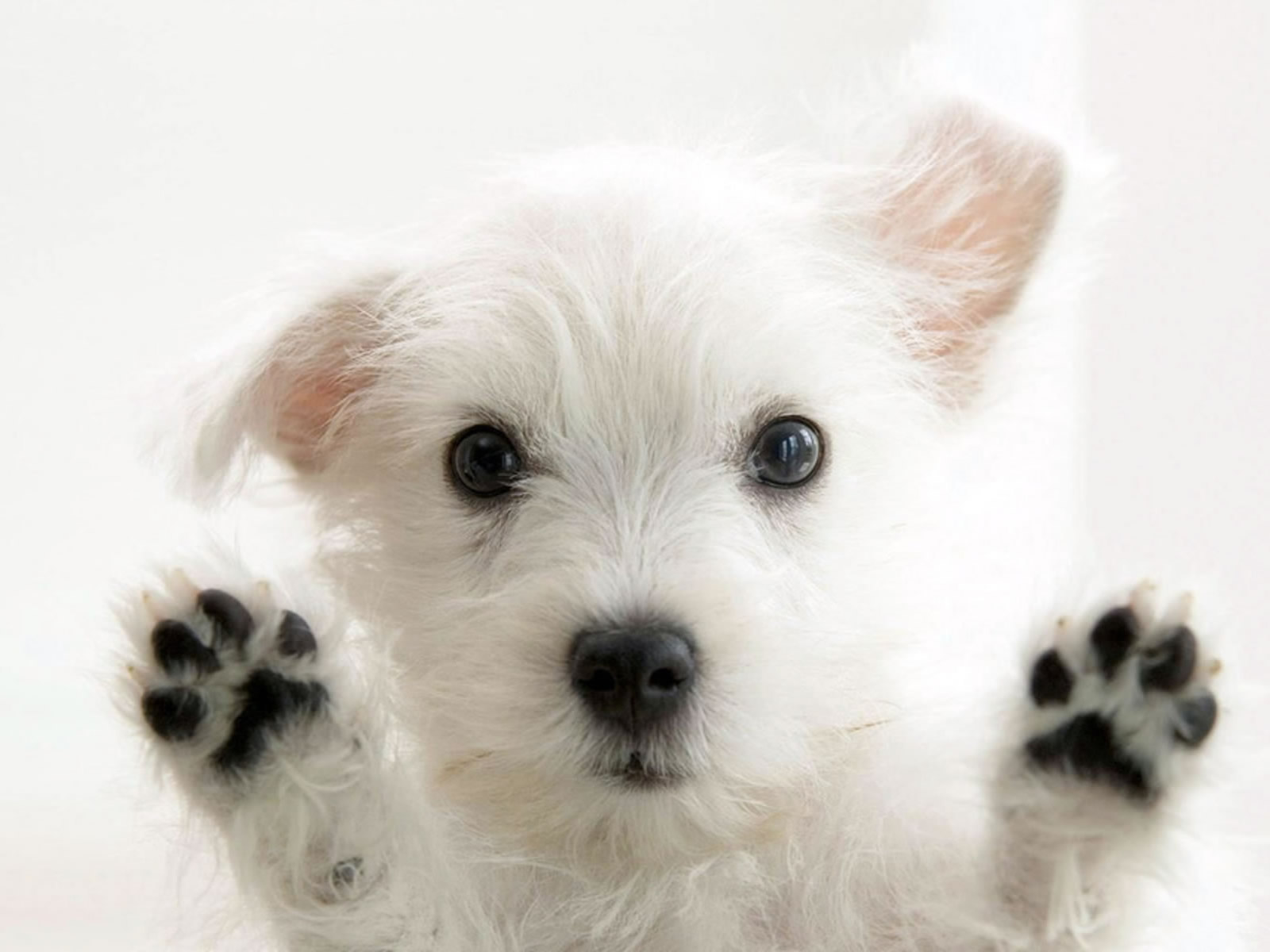Cute White Dog Photo Wallpaper On This Dogs Background