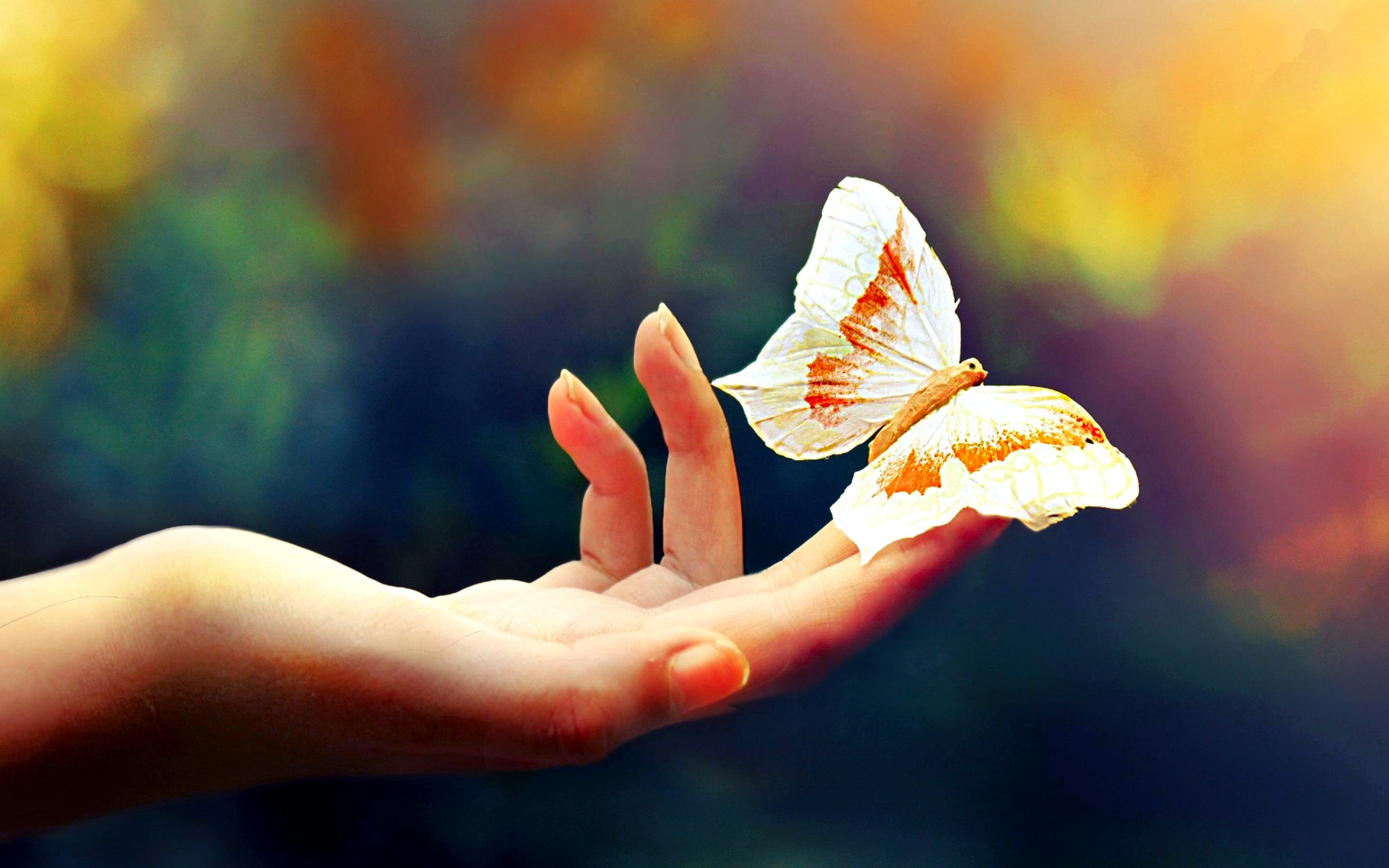 [22+] Butterfly In Hand Wallpapers on WallpaperSafari
