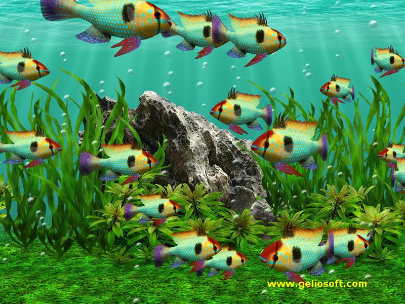 Moving Mikrogeophagus Ramirezi Fish Screensaver And Wallpaper