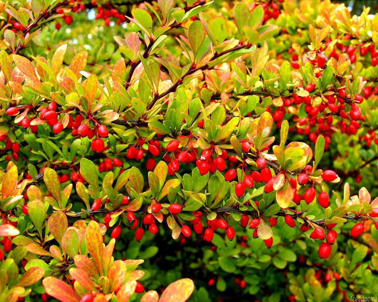 Tree With Red Fruits Wallpaper Stock Photos