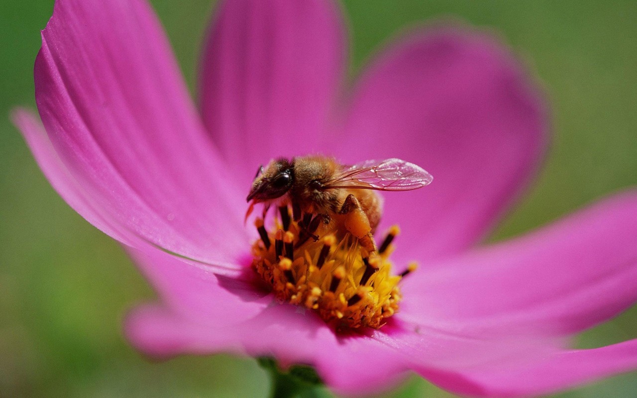 Bee On A Pink Cosmos Wallpaper