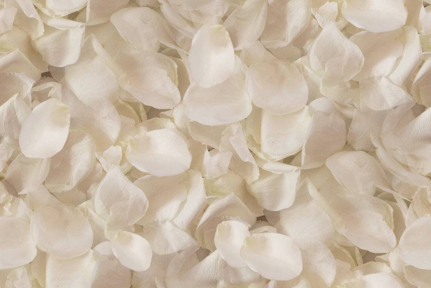 Rose Petals Seamless Background Background Repeating