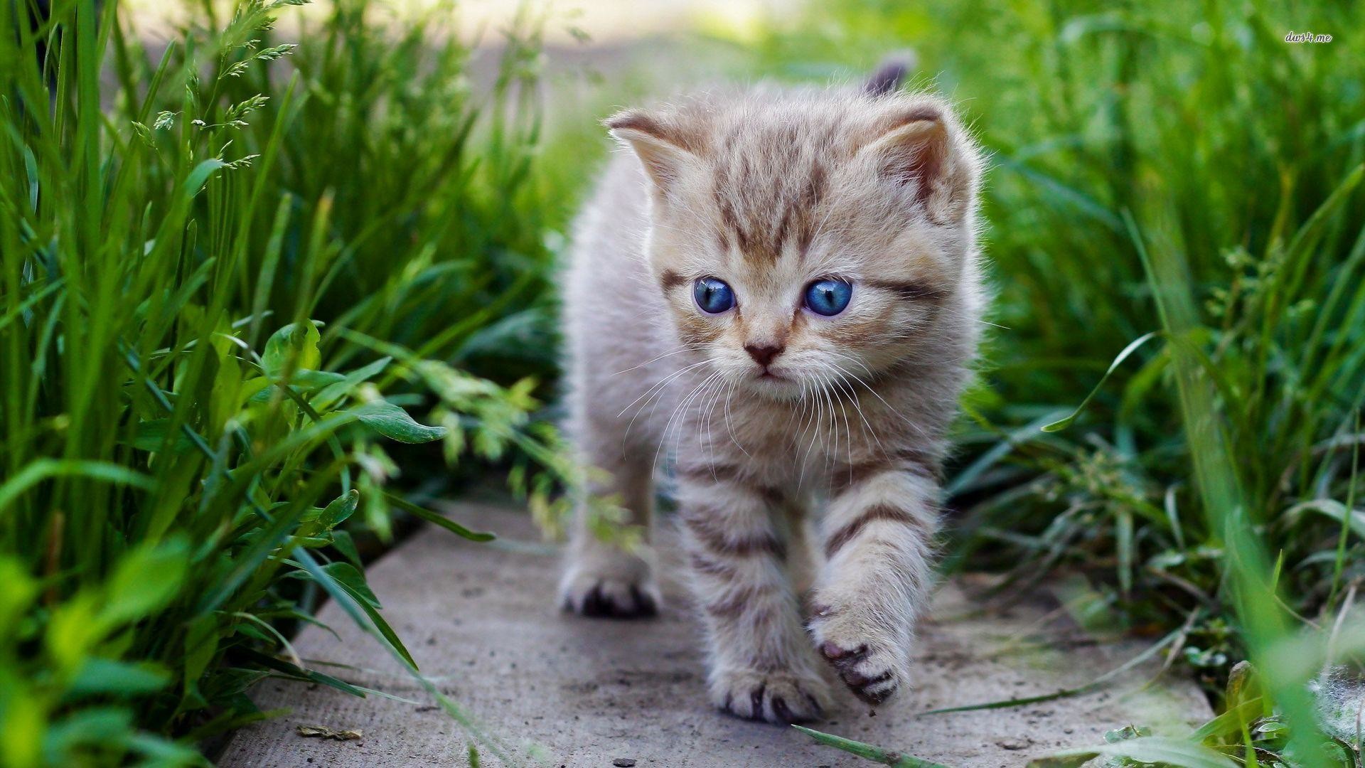 An adorable tabby kitten with striking blue eyes walks along a path in the grass