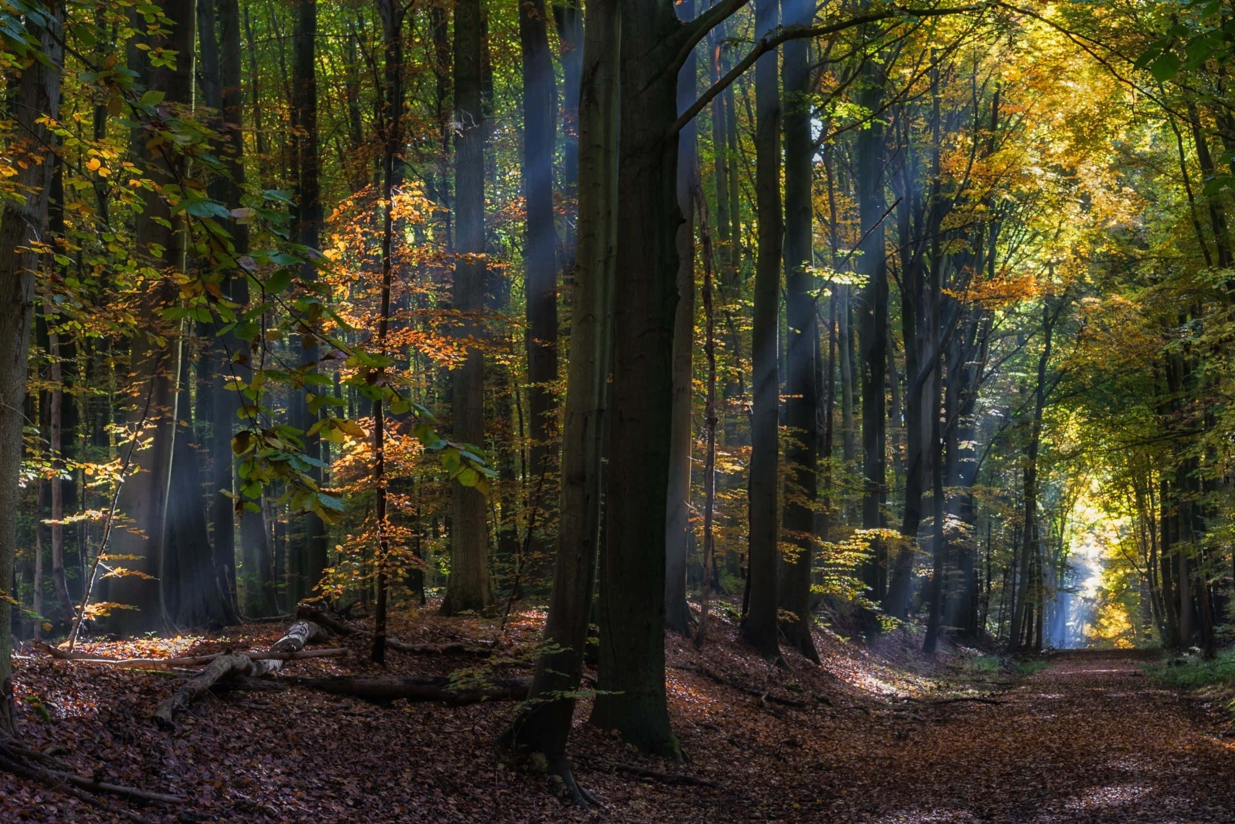 Fairy Forest Wallpaper