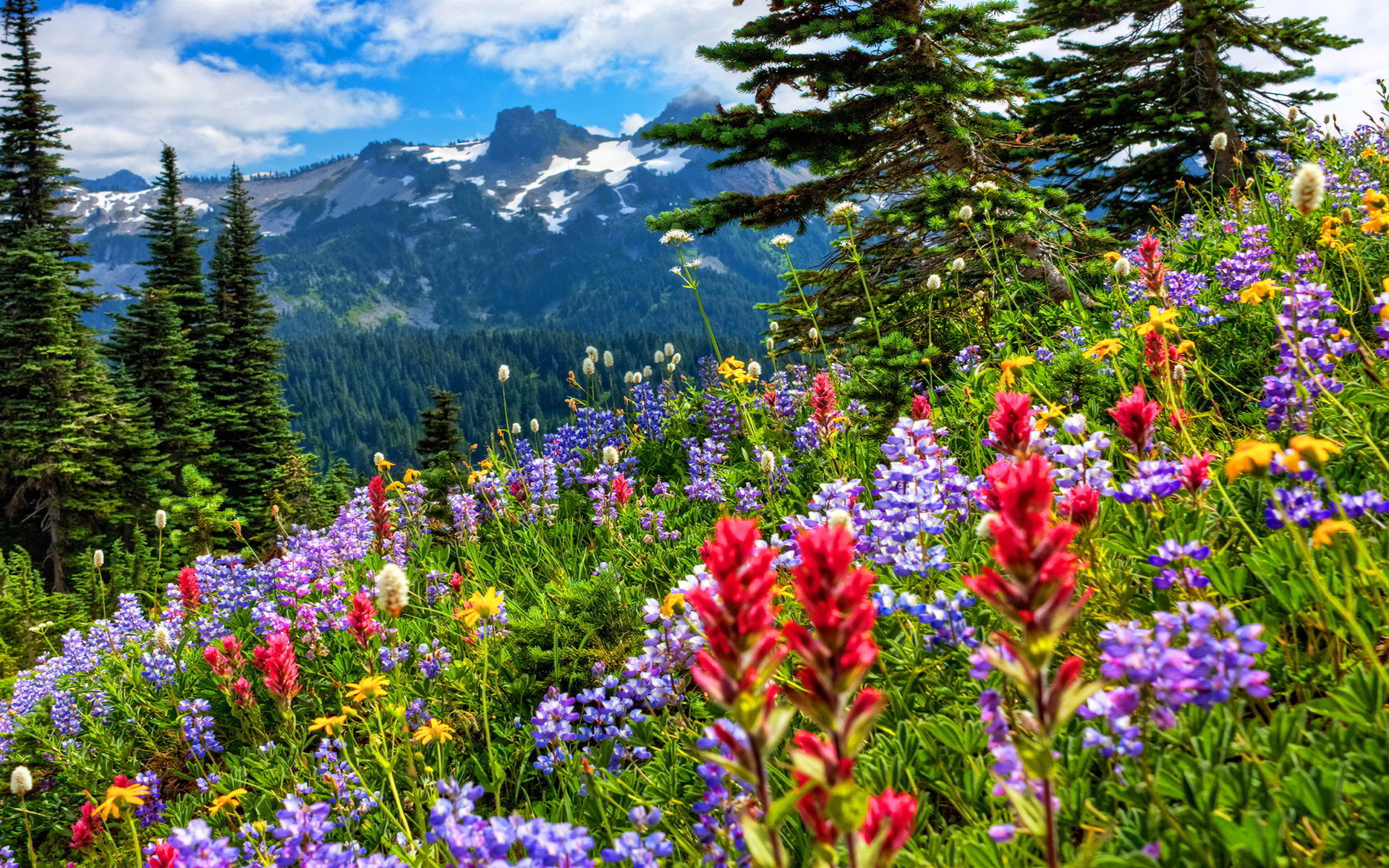 Wildflowers Wallpaper Pc