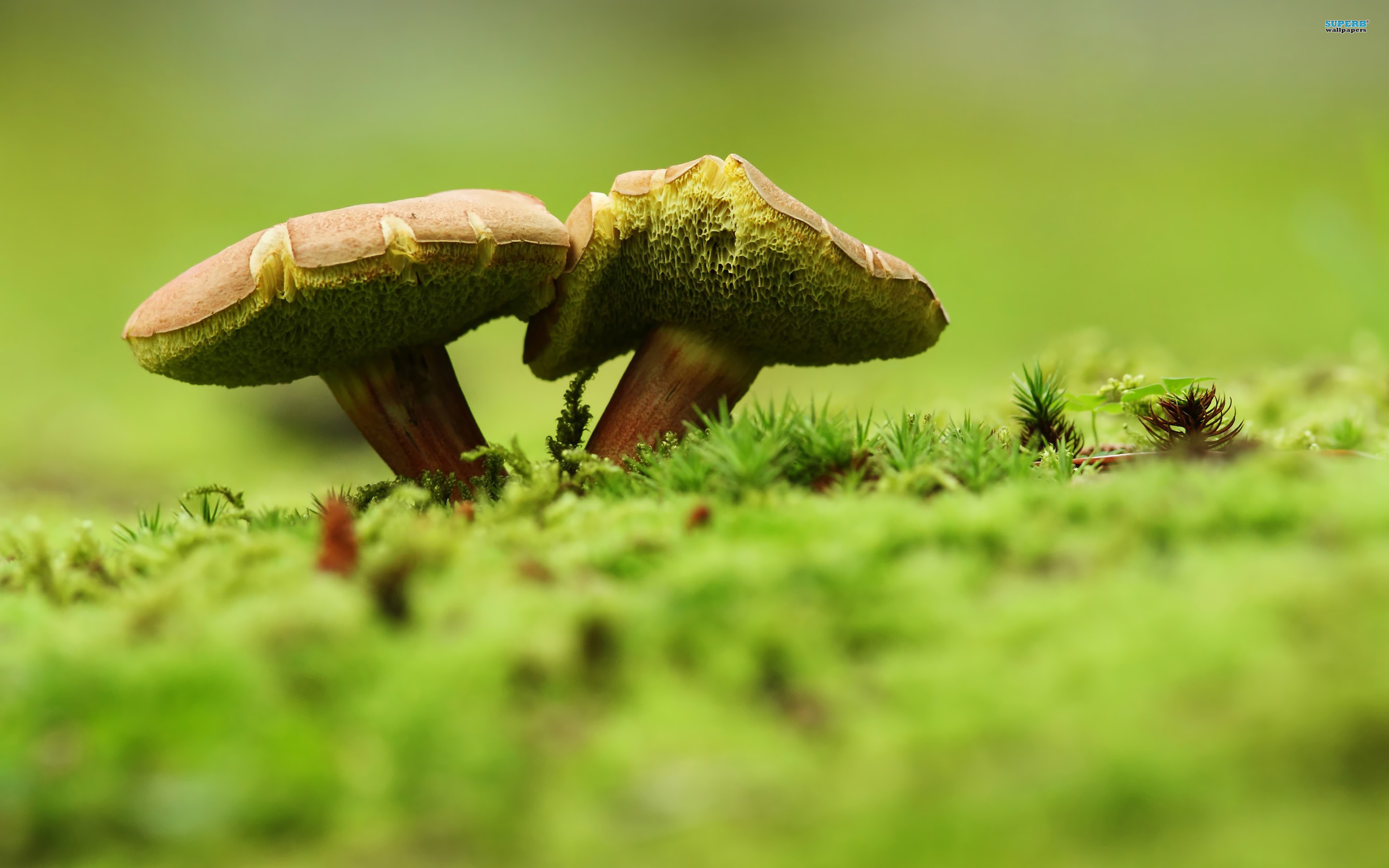 Small Mushrooms Desktop HD Wallpaper