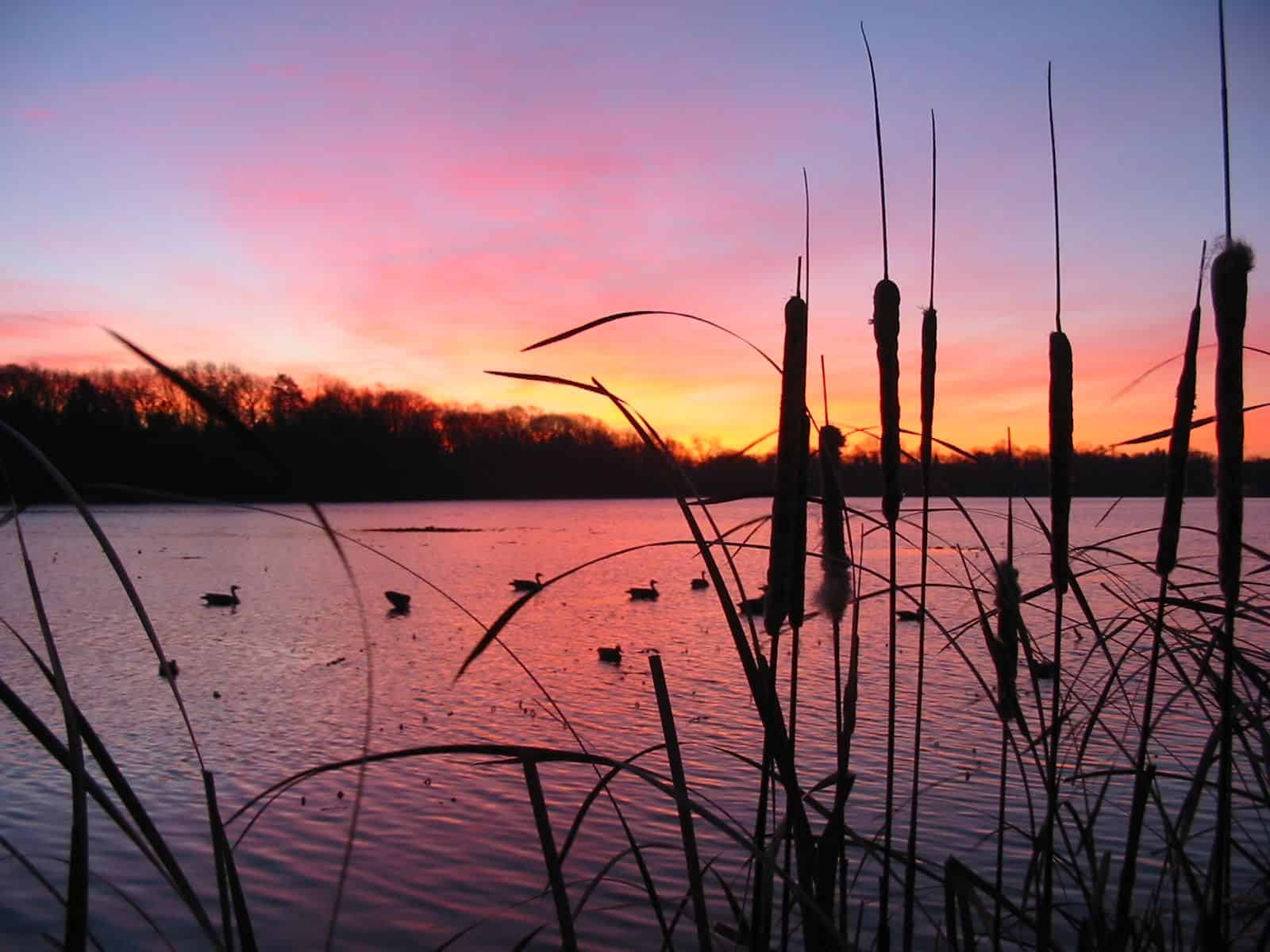 Duck Hunting HD Wallpaper
