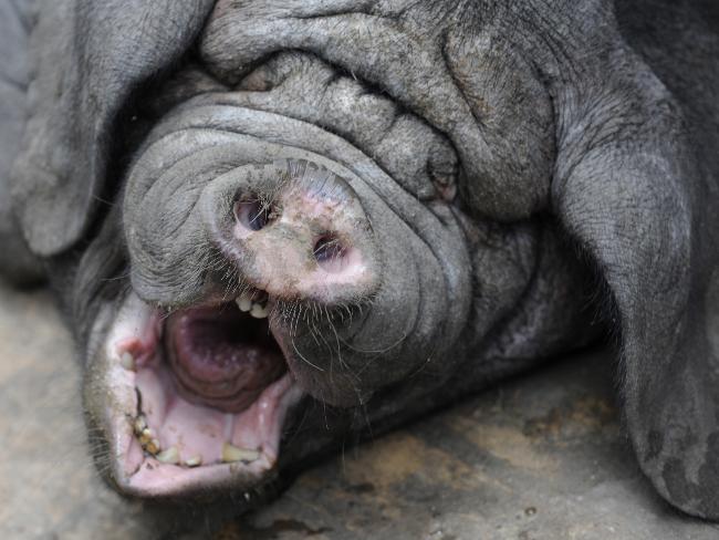 Ugly Animal Wallpaper