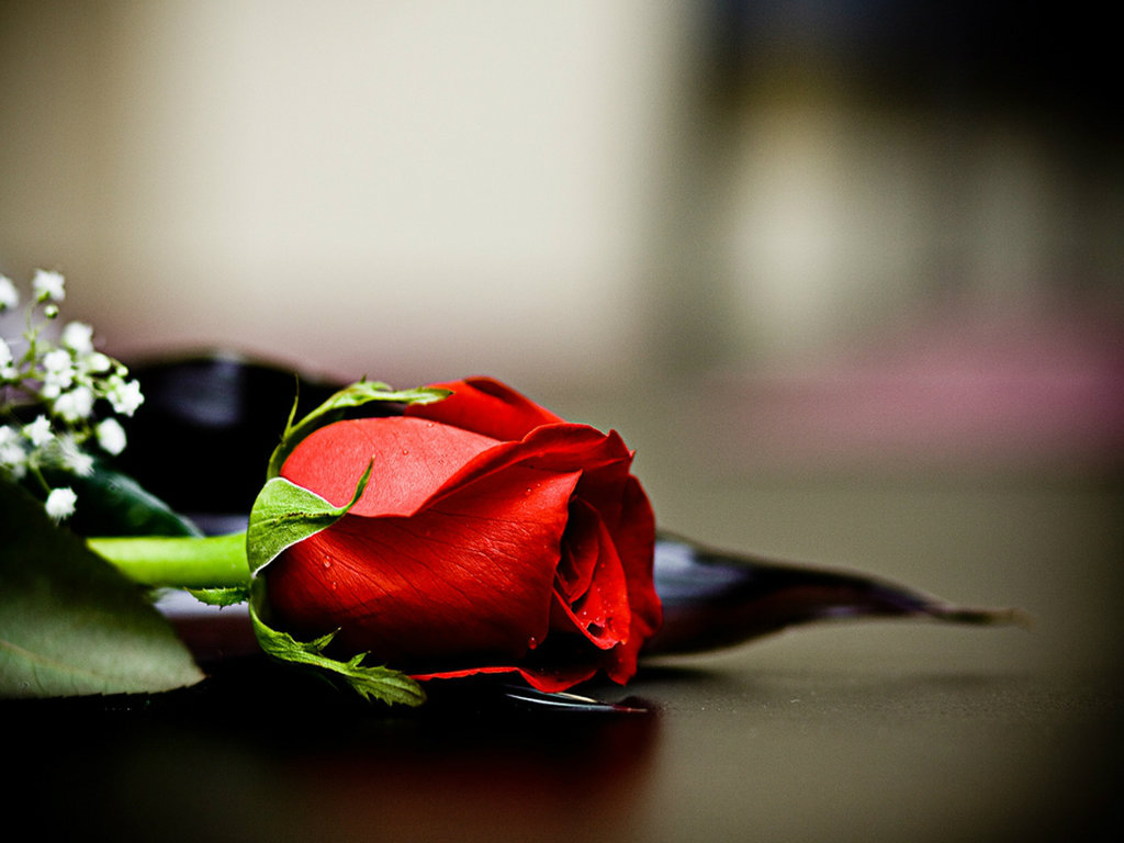 Red Roses For Love Wallpaper Rose Lover Most HD
