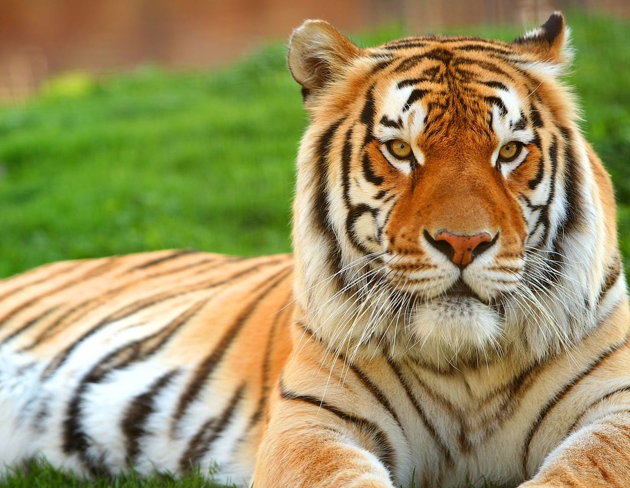 Get the best size of Tiger Wallpaper and Desktop tiger wallpapers here 1272x986
